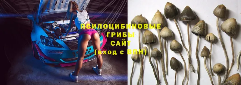 Галлюциногенные грибы Psilocybe  купить наркотик  Камызяк 